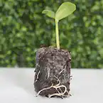 Devault Rhiza Coconut Seed Plug 24pk