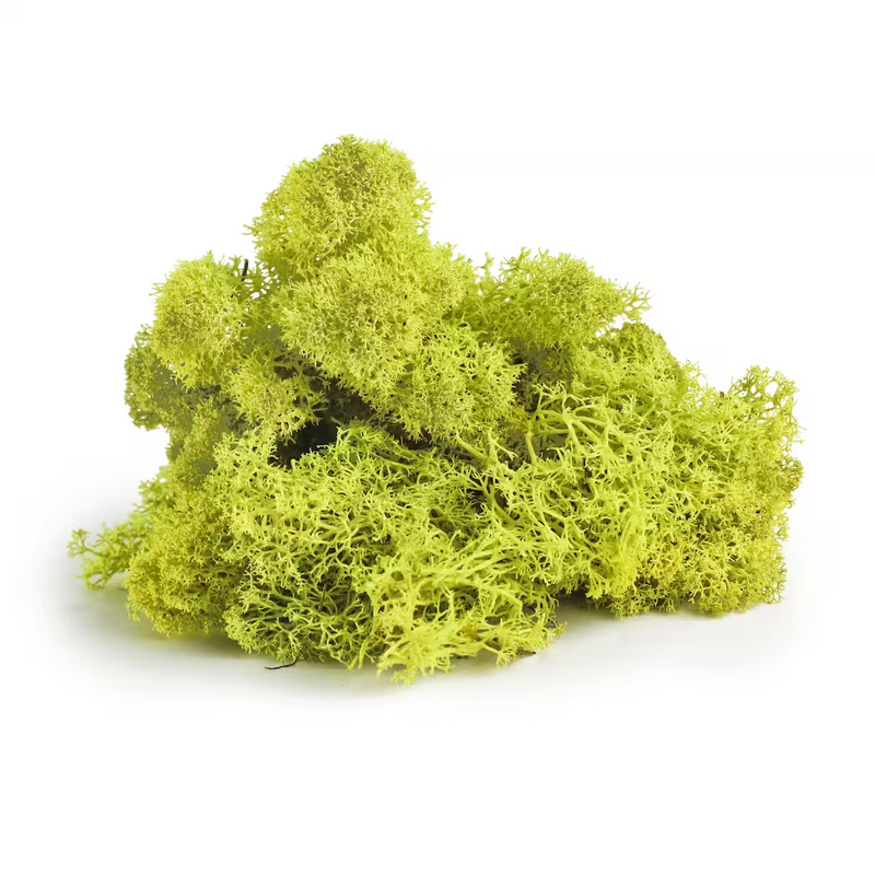 SuperMoss Reindeer Moss Chartreuse 8oz